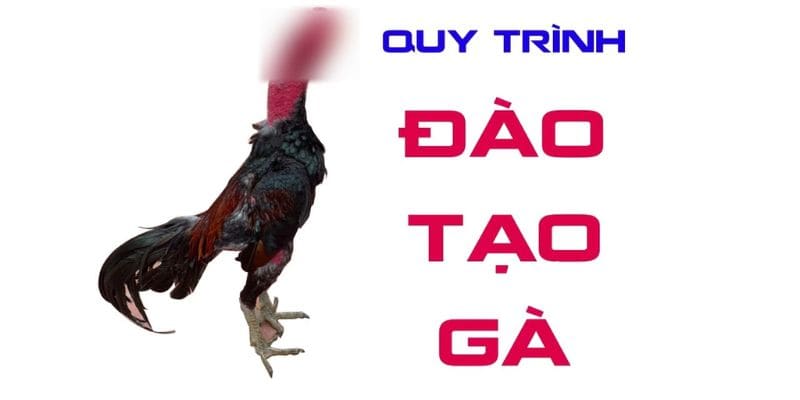 Đào tạo gà