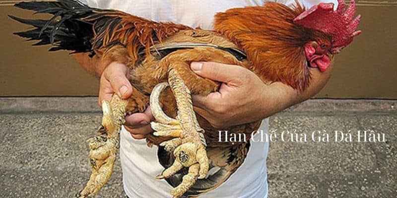 Hạn chế của đá gà hầu