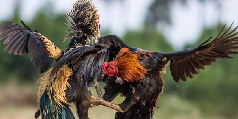 Lợi ích của việc luyện tập đòn đá liên hoàn cước