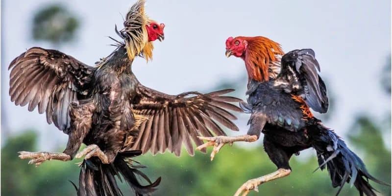 Cho chiến kê tắm nắng thường xuyên